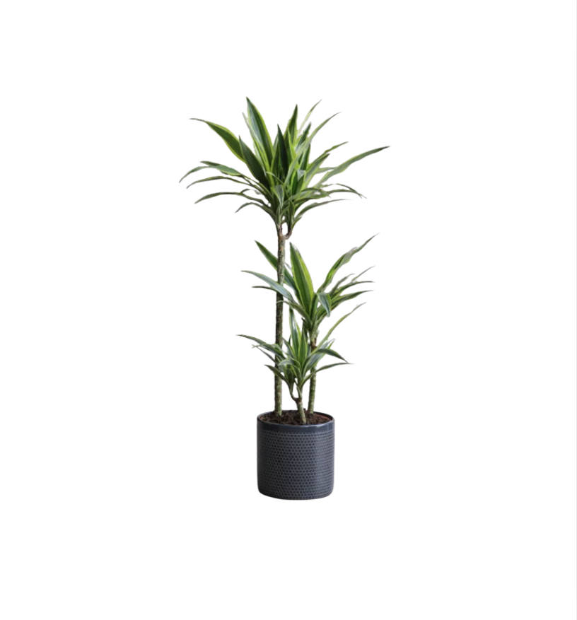 Dracaena Lemon & Lime House Plant in Capri Pot